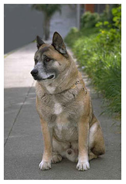 real_akita