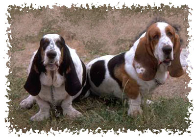 real_bassethounds