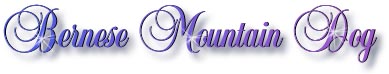 bernesemtndog_title