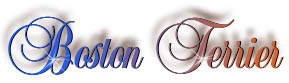 boston_terrier_title