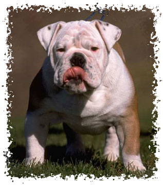 real_bulldog