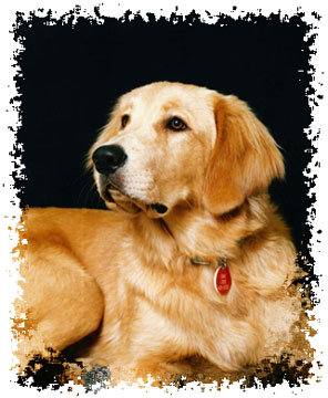 real_golden_retriever