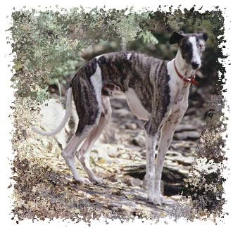 greyhound_dog