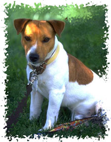 real_jackrussellterrier