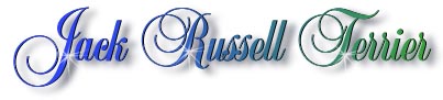 jack_russell_terrier_title