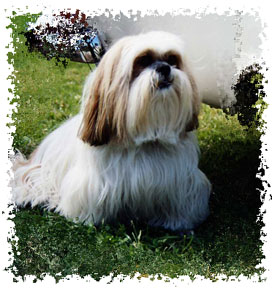 real_lhasa_apso