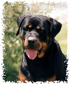 real_rottweiler