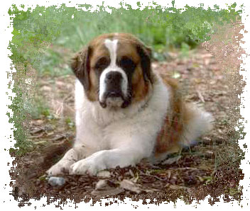 real_st_bernard