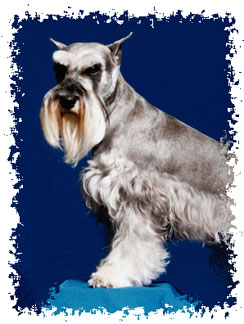 real_schnauzer