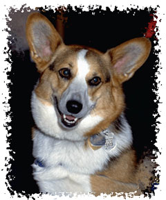 welsh_corgi