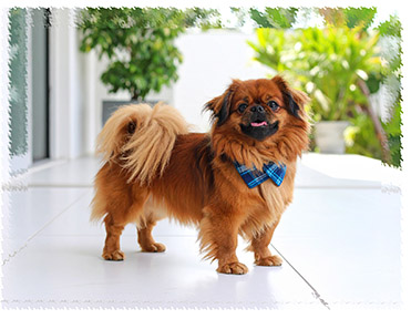pekingese