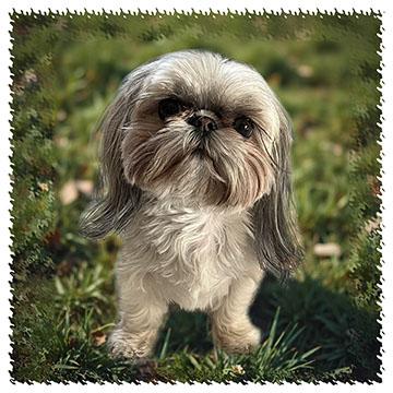 shih_tzu