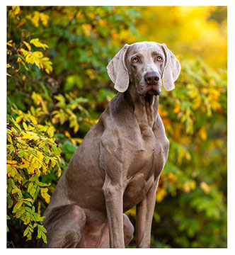 weimaraner