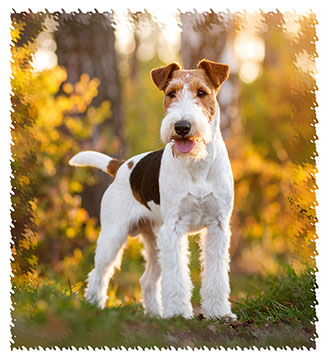 fox_terrier