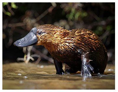 platypus