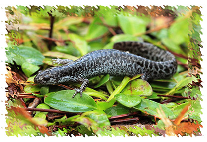 bluespotsalamander