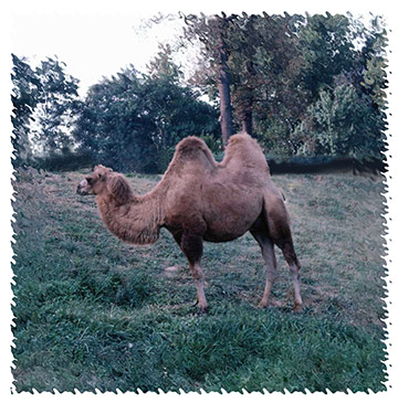 real_camel