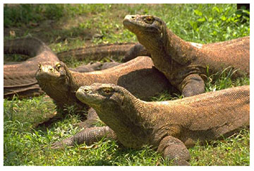 real_komodo_dragon