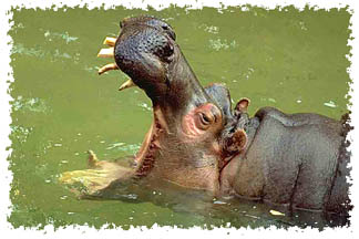 hippopotamus