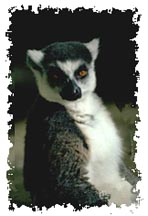 real_lemur