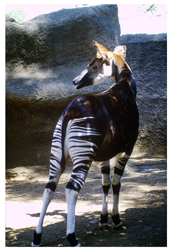 real_okapi
