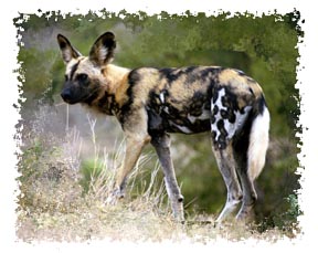 real_african_wilddog