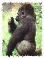gorilla