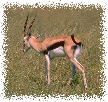 real_gazelle