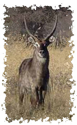 real_waterbuck