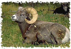 real_bighorn
