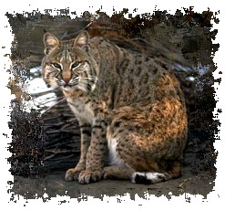 real_bobcat