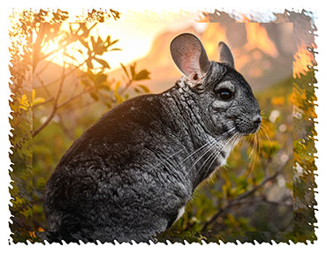 chinchilla