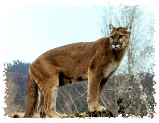 real_cougar