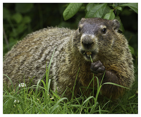 real_groundhog