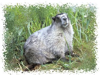 real_marmot