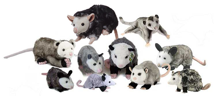 opossums